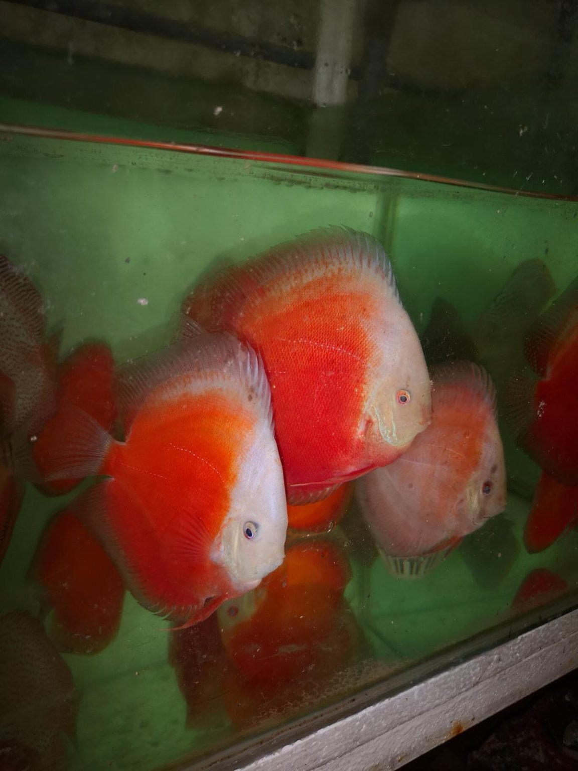 Red Valentine Discus Fish | Rainforestfish.ie | Buy Fish Online