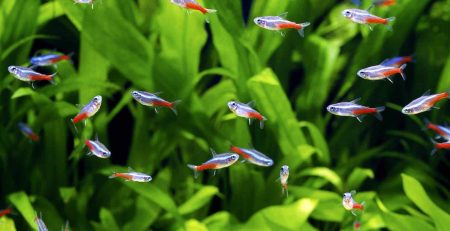 Neon Tetra swimming in front of an aquatic plant