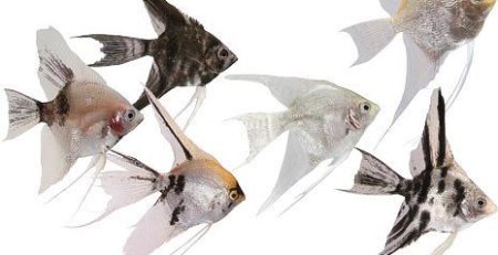 Image of 6 different colur angelfish. Also known as scalar fish.