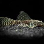 Common-Bristlenose Pleco with a black background sitting on black gravel