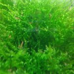 China Moss Aquatic Plants