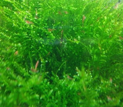 China Moss Aquatic Plants