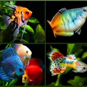 Angelfish, Discus and Guppy Tropical Fish collage