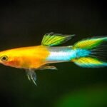 Japan Gold Guppy pair swimming in home aquarium