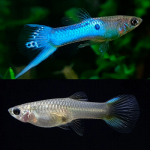 Japan Blue Guppy pair swimming in home aquarium