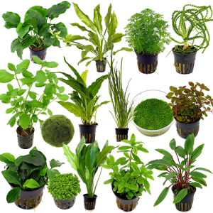 Plants and Plant Care