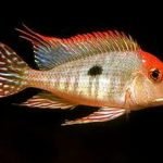 Red head Tapajos black background