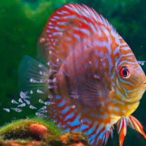 Discus Fish swimming with its baby fish