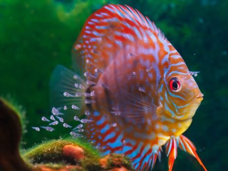 Discus Fish swimming with its baby fish