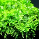 Taiwan Moss Aquatic Plant