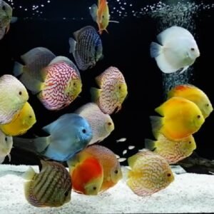 ASSORTED TYPE DISCUS - Image 1