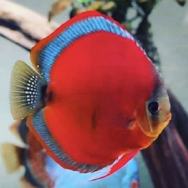 Red Cover Discus 600-600