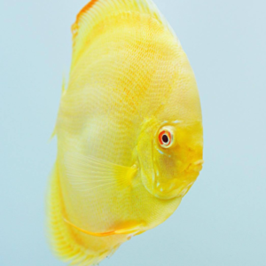 DISCUS, ALBINO MILENIUM GOLD - Image 1