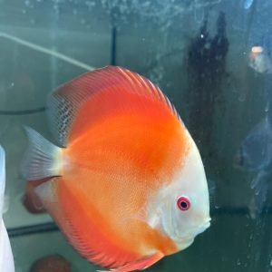 Royal Ruby Red discus fish - RainforestFish Ireland