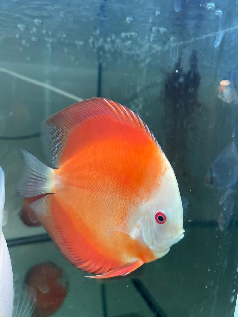 Royal Ruby Red discus fish – RainforestFish Ireland