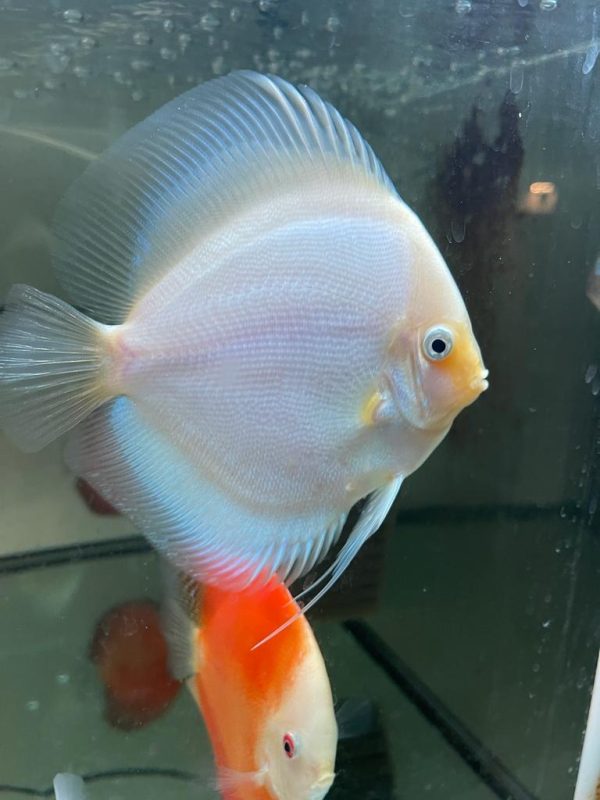 Snow White discus fish - Rainforestfish ireland