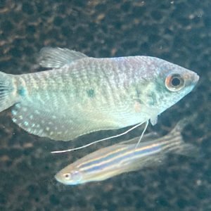 Blue gourami