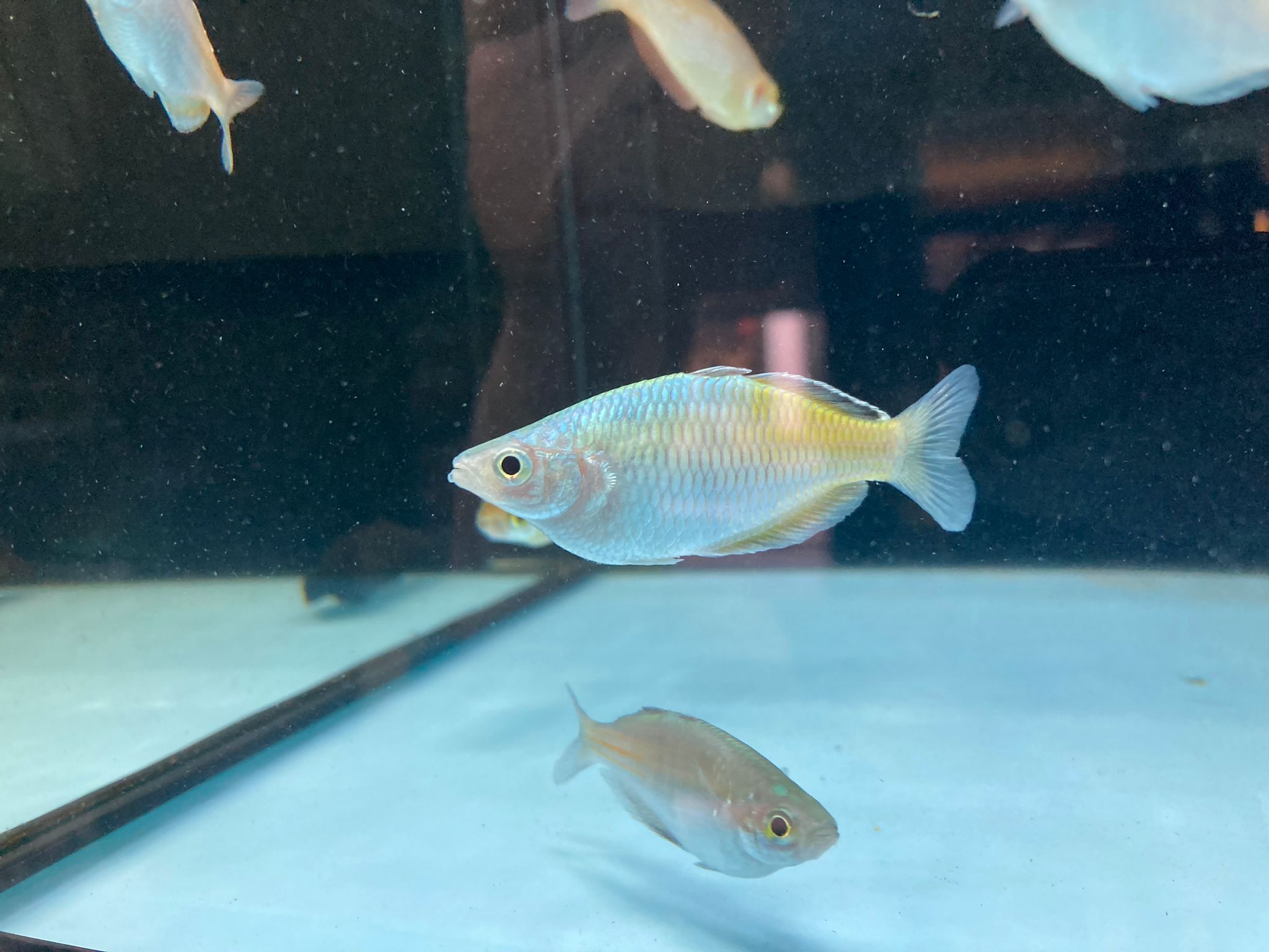 Boeseman rainbow fish