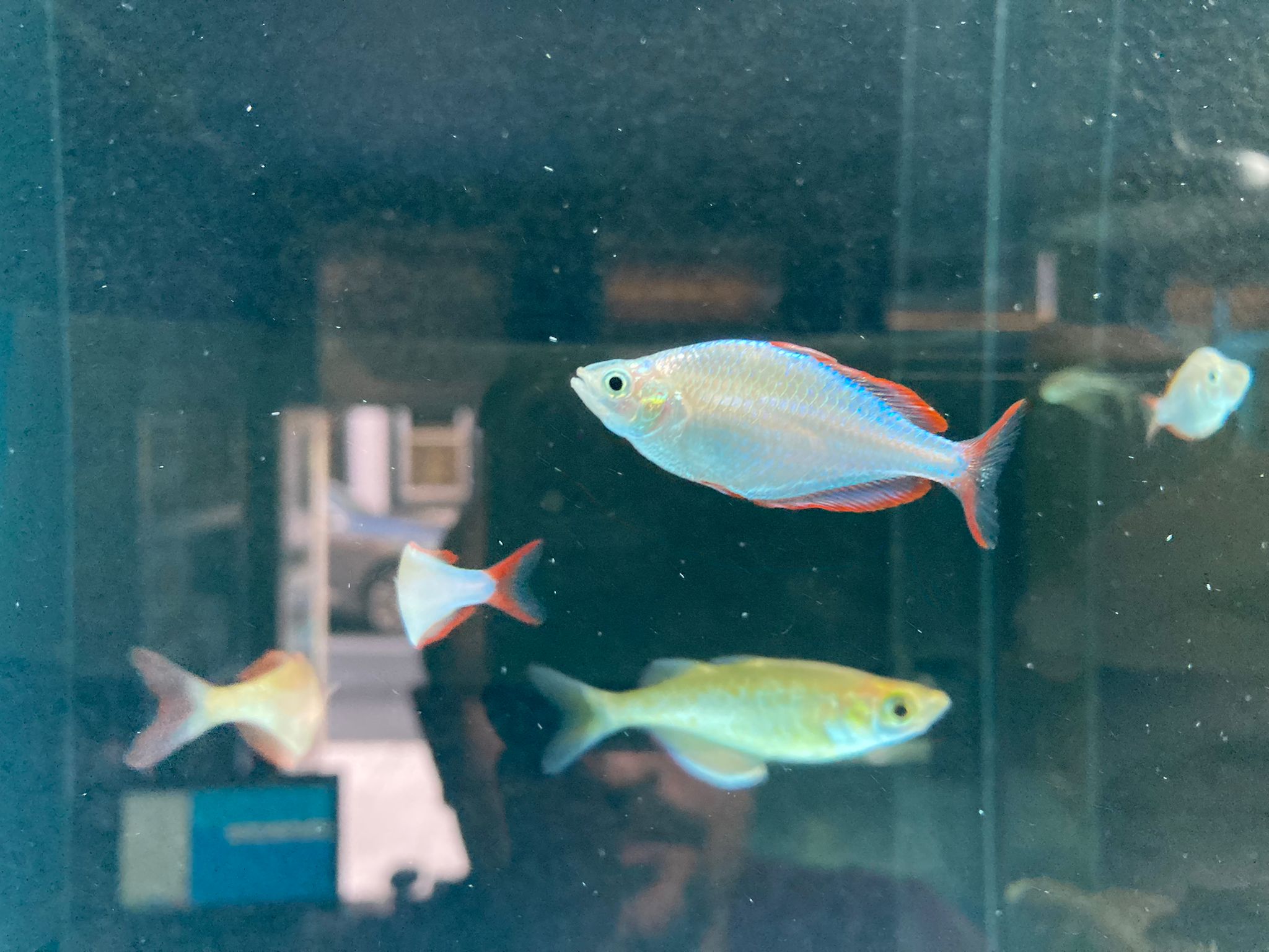 Neon rainbow fish