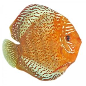 DISCUS, STENDKER TEFE 5 CM - Image 1