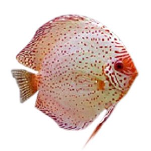 DISCUS, WHITE LEOPARD JUMBO 17-18 CM - Image 1