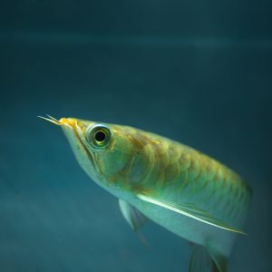 ASIAN AROWANA RED