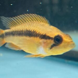 Apistogramma Agassizi Double Red - Image 1