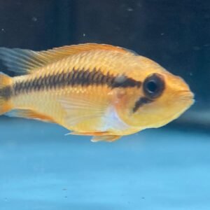 Apistogramma Agassizi Double Red - Image 4