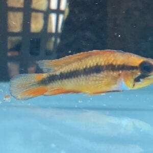 Apistogramma Agassizi Double Red - Image 3