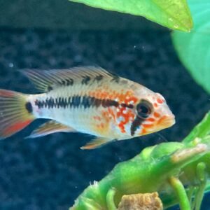 Apistogramma macmasteri