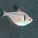 rainforestfish