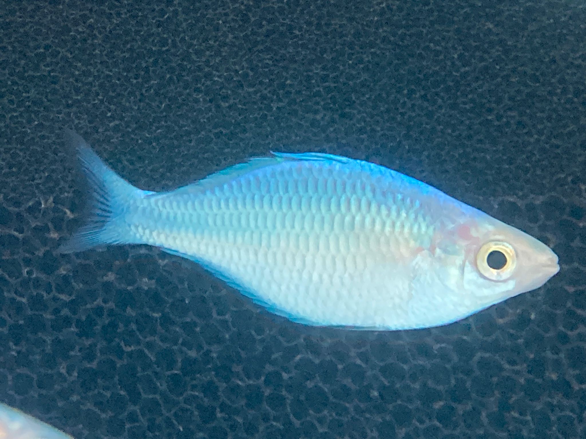 Blue rainbow fish