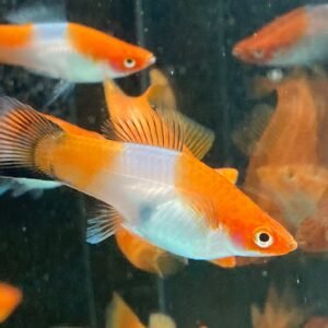 Swordtail Wagtail Red&White - Image 1