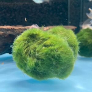 Moss balls