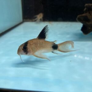 Corydoras Panda Longfin - Image 1