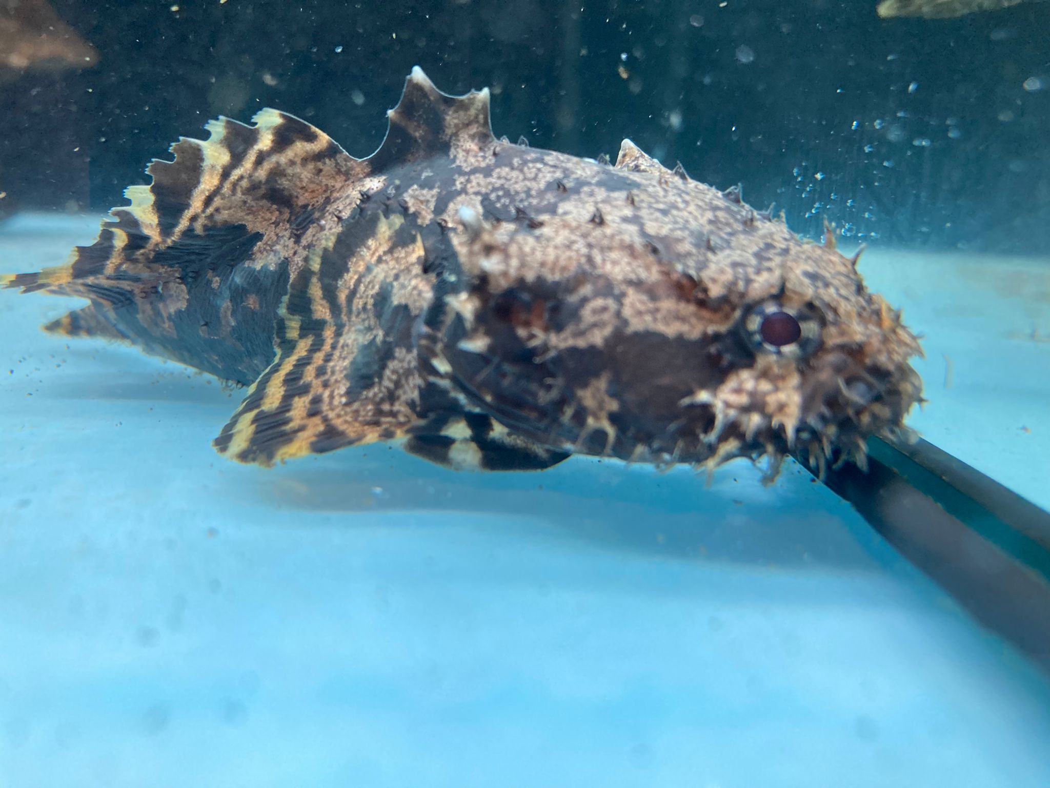 Freshwater toadfish