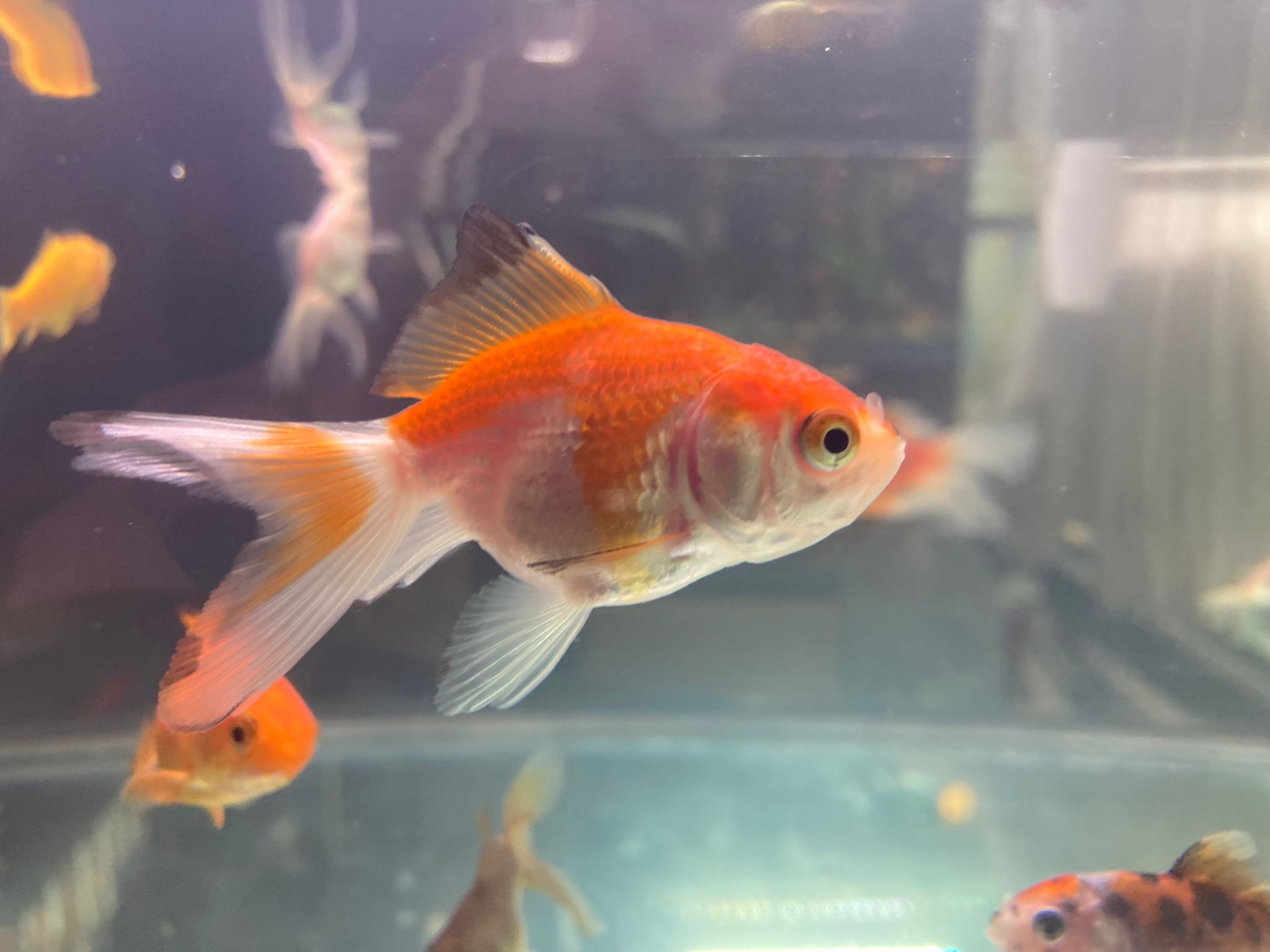 goldfish m