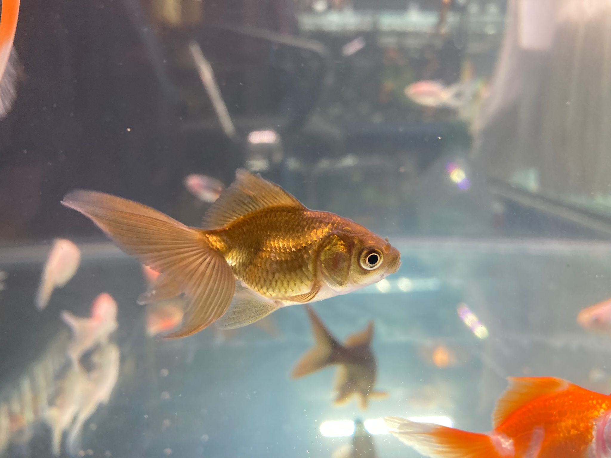 goldfish s