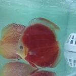 Red Volcano San Merah Discus Fish in an aqaurium. Bright orange body with a white face.