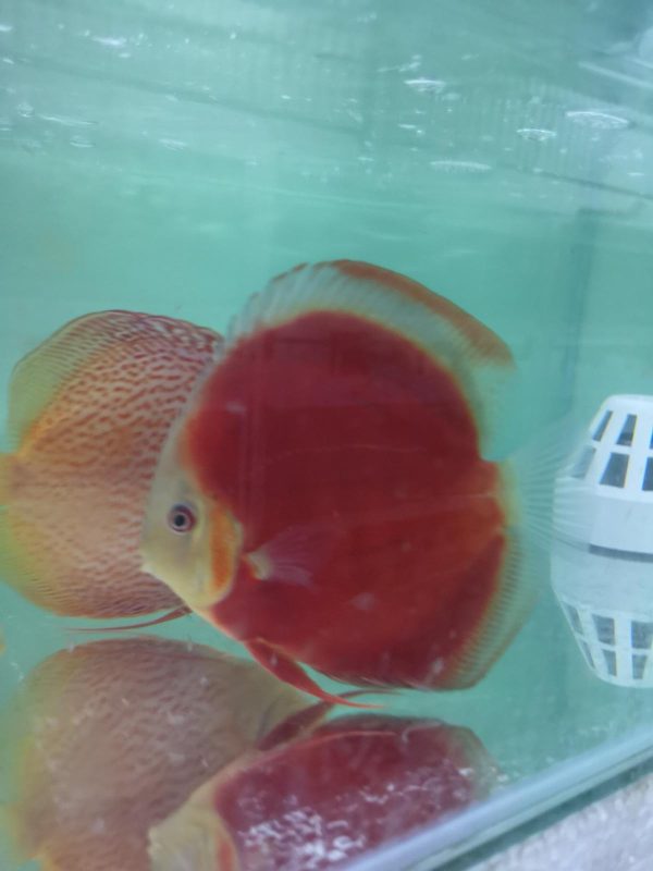 Red Volcano San Merah Discus Fish in an aqaurium. Bright orange body with a white face.