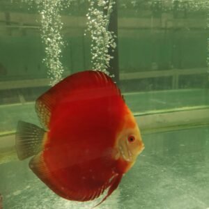 Red Volvano San Merah Discus Fish in an aqaurium. Bright orange body with a white face.