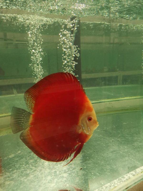 Red Volvano San Merah Discus Fish in an aqaurium. Bright orange body with a white face.