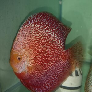 Red Volcano San Merah Discus Fish