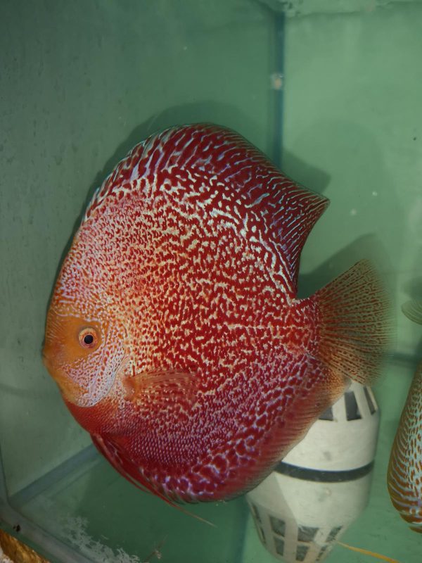Red Volcano San Merah Discus Fish