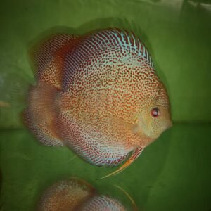 Red Volvano San Merah Discus Fish in an aqaurium.