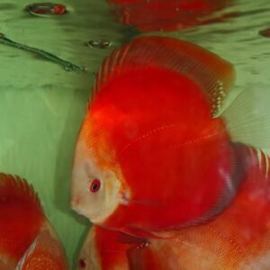 Red Volvano San Merah Discus Fish in an aqaurium. Bright orange body with a white face.