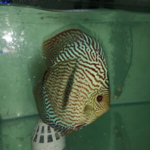 Ring Leopard Discus Fish in an aquarium.