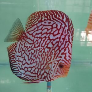 Red Volcano San Merah Discus Fish