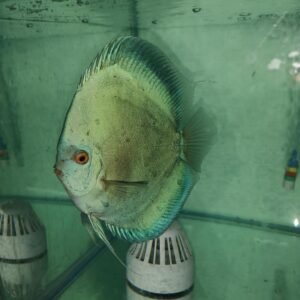 Blue Angel Fish in aquarium