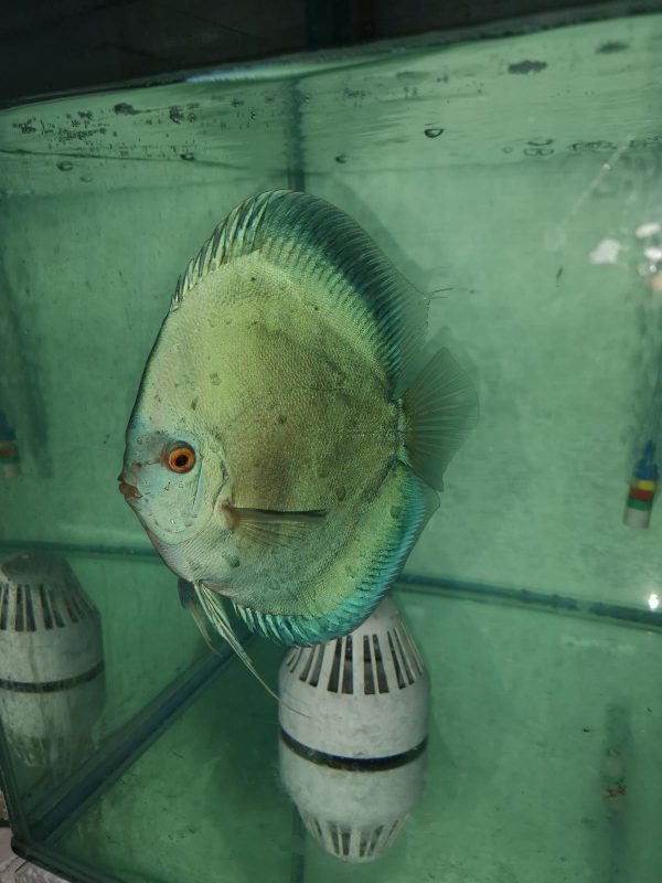 Blue Angel Fish in aquarium